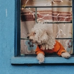 Игровой автомат The Dog House с изображением собак на экране