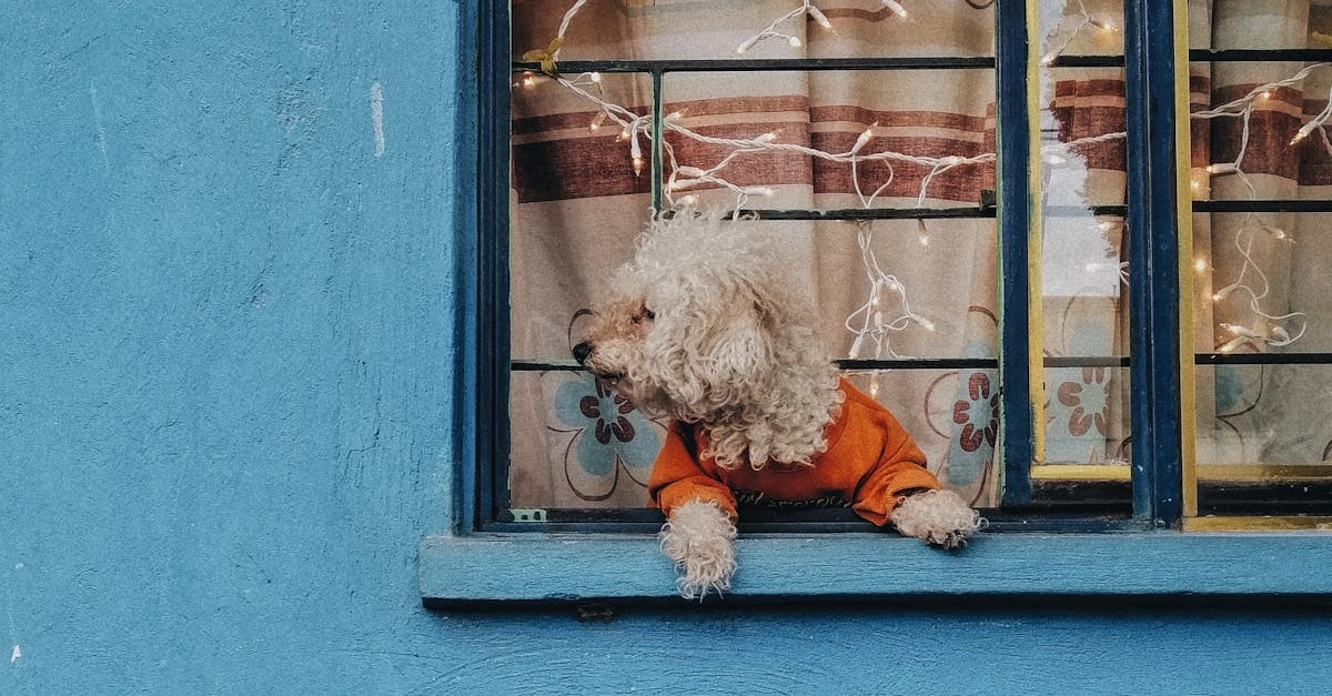 Игровой автомат The Dog House с изображением собак на экране