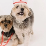 История знакомства со Sweet Bonanza 1000