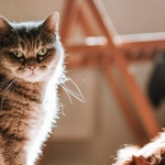 Виртуальные приключения с Dog House Megaways - личные воспоминания